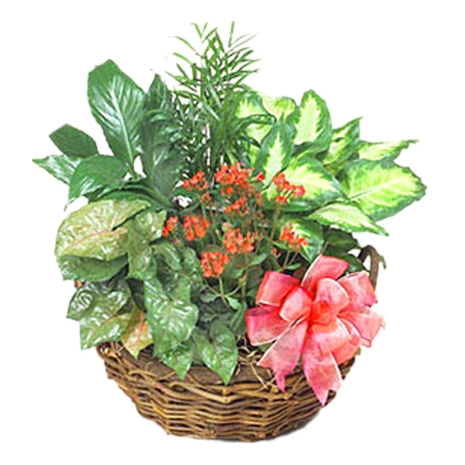 Assorted plants Delivery to Manila Philippines